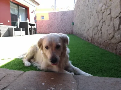mascota1