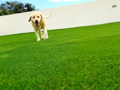 mascota2